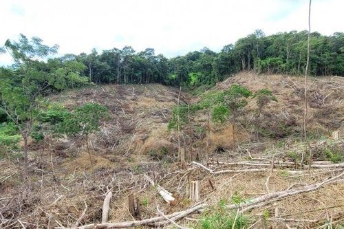 Khởi tố đối tượng chặt hạ hơn 2,5 ha rừng