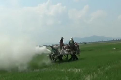Tin nông dân An Giang dùng xi măng bón lúa là sai sự thật