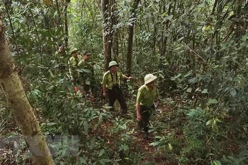 Kon Tum và Attapeu của Lào tăng cường công tác quản lý, bảo vệ rừng