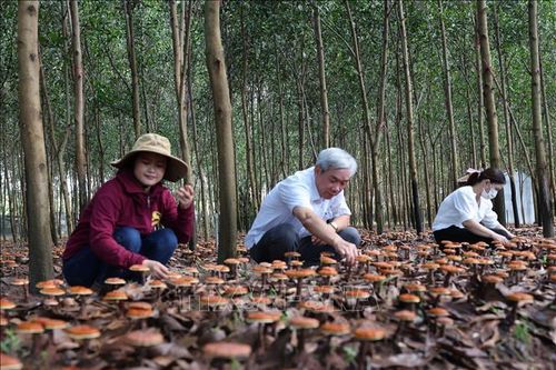 Triển vọng từ mô hình trồng nấm Linh chi đỏ dưới tán rừng