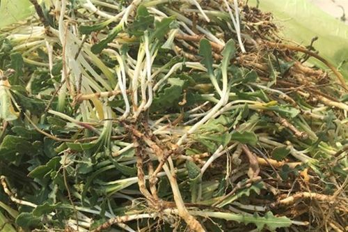 'Lộc trời' mọc hoang trên cồn cát, xưa nhổ vứt đi, nay thành đặc sản lạ rất được ưa chuộng, có tiền cũng khó mua được
