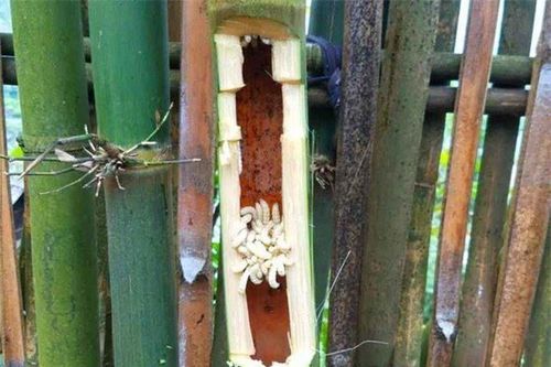 'Lộc trời' bò trong thân cây, xưa không ai ăn, nay thành đặc sản dân thành phố ưa chuộng đến lạ, 500.000 đồng/kg