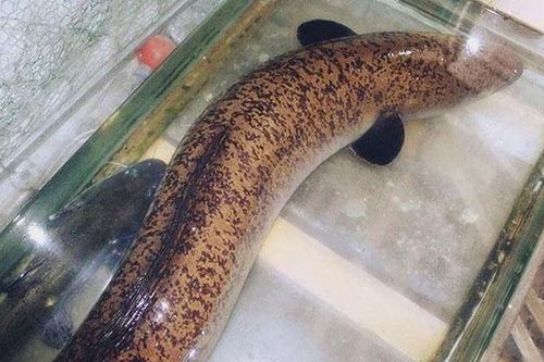 Loài cá 'quý hiếm' có thể dài tới 2 mét, được các đại gia săn lùng ráo riết vì ngon, giá bán 1.100.000 đồng/kg vẫn khó mua được
