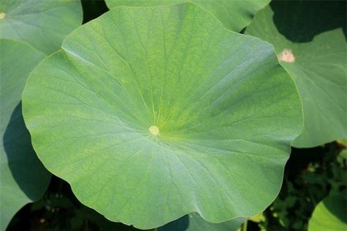 Lá này trước toàn vứt đi, nay lại là hàng hot bán đến 400.000 đồng/kg, người trồng bội thu