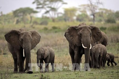 Vườn quốc gia Serengeti của Tanzania tiếp tục là điểm đến du lịch hàng đầu châu Phi