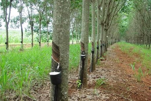 Sản lượng tiêu thụ cao su tăng, Cao su Tân Biên báo lãi gần 32 tỷ đồng trong quý 3/2023