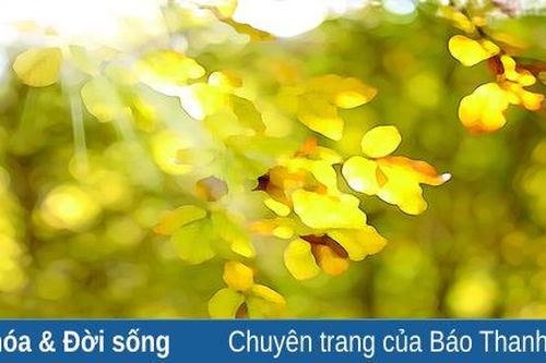 Miền nắng thu dịu ngọt