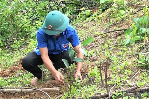 Nhân lên màu xanh cho những cánh rừng
