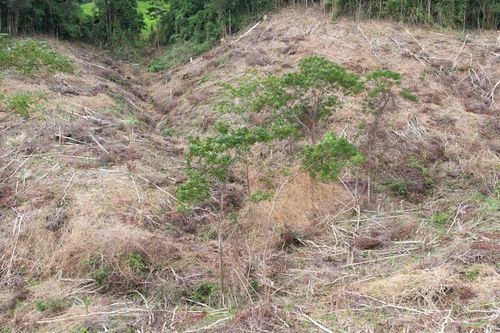 Khởi tố, bắt tạm giam đối tượng chặt hạ 2,5 ha rừng tại huyện Kông Chro