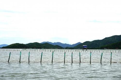 Xung đột lợi ích trên đầm Nha Phu