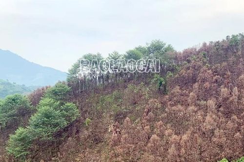 Phú Nhuận (Bảo Thắng): Hàng trăm ha quế bị sâu đo ăn lá phá hoại