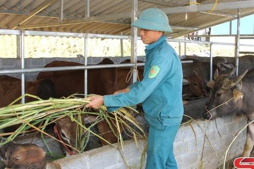Hỗ trợ nông dân phát triển chăn nuôi