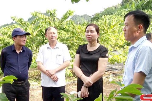 Đoàn công tác Ban Thi đua – Khen thưởng Trung ương giám sát tại huyện Mai Sơn