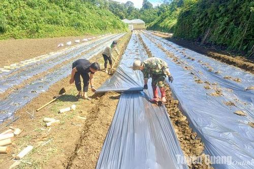 Cách giảm nghèo hiệu quả ở Hồng Thái