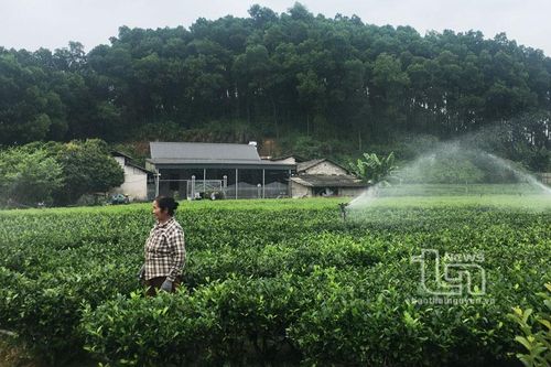 Tỷ lệ cơ giới hóa trong sản xuất nông nghiệp đạt khá cao