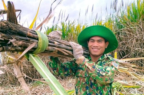 Giá bán đường trung bình cả năm nay của Đường Quảng Ngãi (QNS) ước tăng 40%