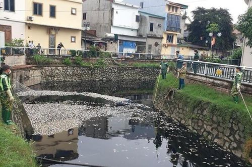 Nghệ An: Xác định nguyên nhân cá chết trắng hào thành cổ Vinh