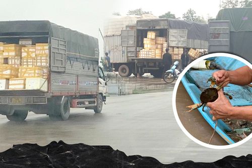 Mánh khóe đưa cua Cà Mau 'thần tốc' qua biên giới