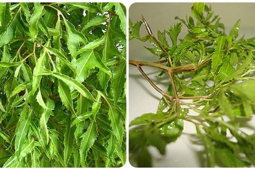 Lá đinh lăng có tác dụng gì với sức khỏe?