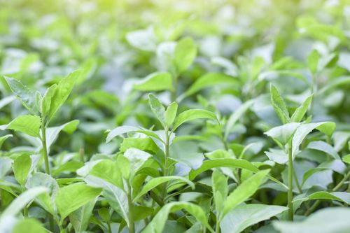 Tác dụng của lá cúc tần