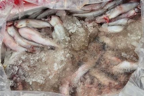 Kiểm tra xe đỗ bên đường, phát hiện 4,5 tấn cá khoai nhiễm chất foocmon