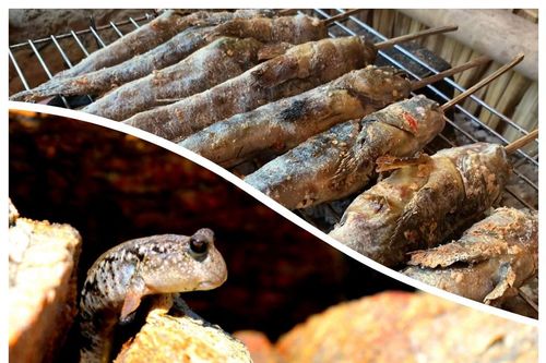 Loài cá kỳ lạ nhất hành tinh, chạy được trên cạn, là đặc sản nức tiếng