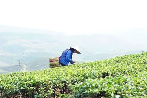 Khuyến khích sản xuất nông sản mang thương hiệu Việt