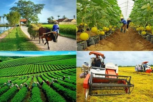 Thúc đẩy các tổ chức kinh tế hợp tác phát triển năng động, hiệu quả, bền vững