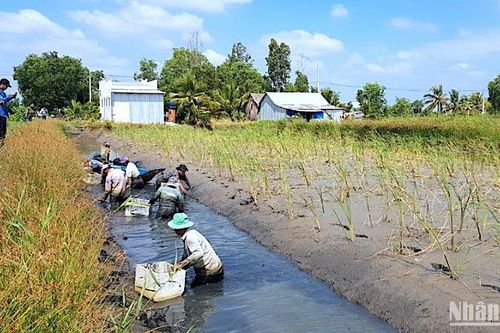 Cà Mau mở rộng vùng sản xuất lúa-tôm theo tiêu chuẩn quốc tế