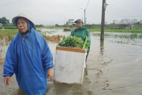 Ngập vùng rau sạch lớn nhất Đà Nẵng