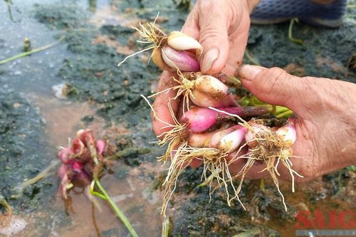 Quảng Ngãi: Nông dân trồng hành tím lỗ nặng vì mưa lớn