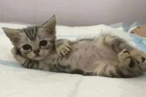 Biểu cảm hài hước của mèo khiến bạn 'cười ra nước mắt'