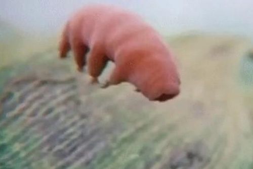 Loài vật chịu lạnh khiến băng giá cũng phải 'chào thua'