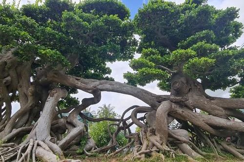 Cận cảnh cụ duối ngàn năm, được chủ nâng niu như báu vật