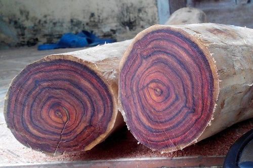 Soi loại gỗ đắt - hiếm nhất thế giới dân Quảng Bình vừa vớt được