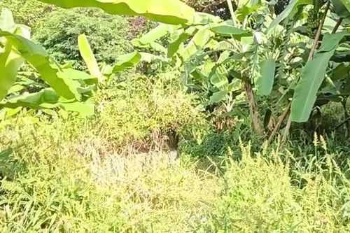 Công an Bình Dương thông tin vụ phát hiện bộ xương người trong lùm cây