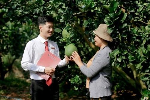 Xây dựng cơ chế thí điểm thúc đẩy tín dụng và bảo hiểm theo chuỗi liên kết