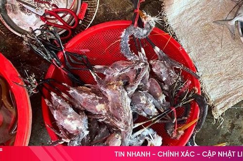 Công an Cẩm Xuyên xử lý nhiều vụ săn bắt, buôn bán chim trời