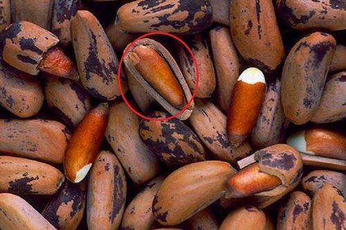 Loại hạt đắt đỏ cả thế giới yêu thích, ở Việt Nam xưa rụng đầy gốc không ai nhặt nay nửa triệu/kg