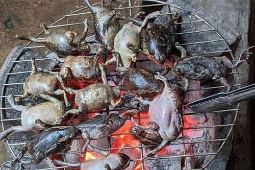 Con này bụng toàn trứng, là đặc sản tuyệt ngon ở Việt Nam và Thái Lan, giá 200.000 đồng/kg