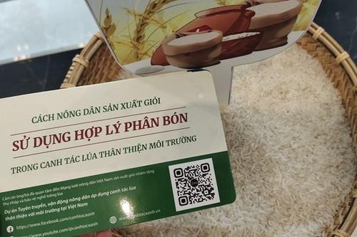 Hơn 2,5 triệu nông dân canh tác lúa thân thiện với môi trường