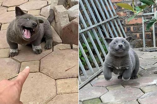 Chú chó Nguyễn Văn Dúi từng gây sốt MXH qua đời, bất ngờ trước nguyên nhân