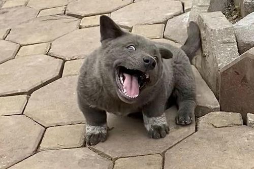 Chú chó Nguyễn Văn Dúi nổi tiếng một thời vừa qua đời