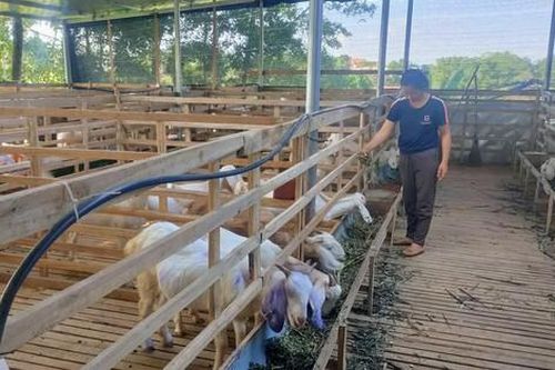 Phụ nữ Ba Vì làm giàu từ cây chè và giống dê Brazil