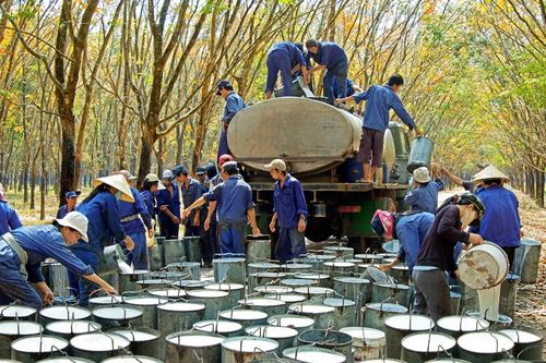 Chi phí tăng cao, Cao su Công nghiệp tiếp tục lỗ 1,5 tỷ đồng trong quý 3/2023