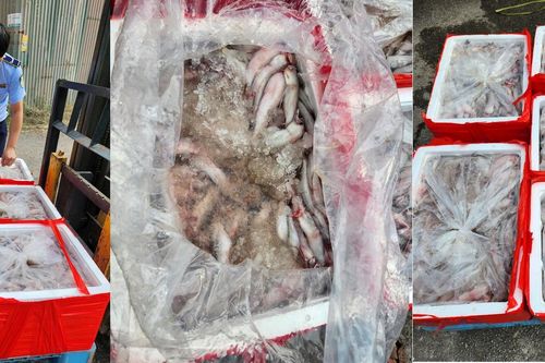 Hơn 4,5 tấn cá khoai chứa chất foocmon tại Thanh Hóa