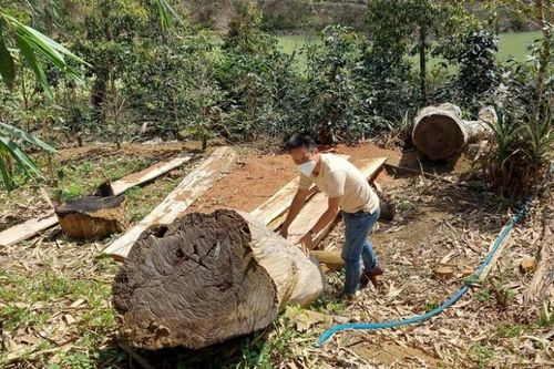 Điểm tin Công Thương-Pháp luật 17/10: Xử phạt hai công ty để mất rừng trong quá trình thực hiện dự án