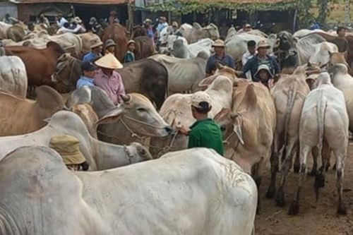 Nhập lậu gia súc, gia cầm 'nóng' về cuối năm