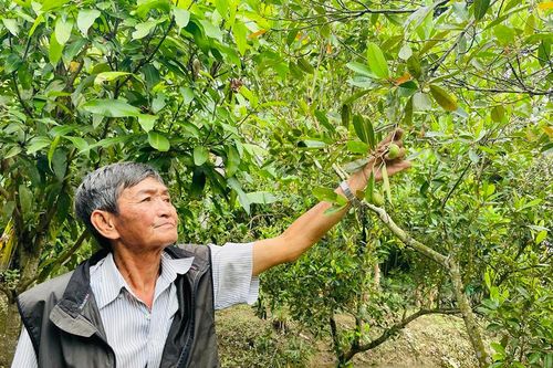 Nhớ trái cà na… mùa nước nổi!