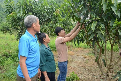 Tuần Giáo không mở rộng diện tích cây ăn quả